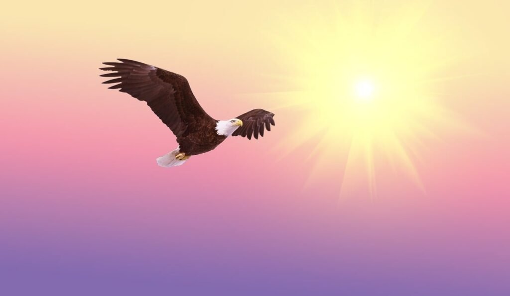 bald eagle, bird, flying-521492.jpg